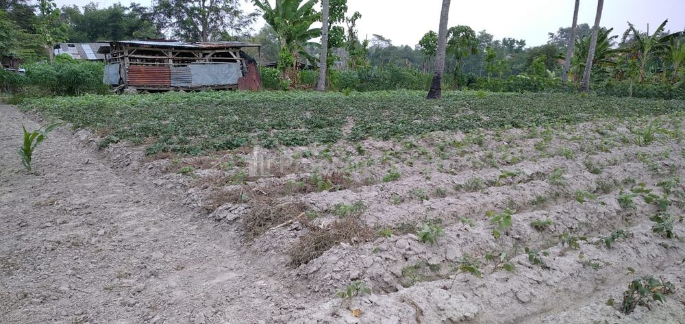 Jual Cepat Tanah Kavling 300m² Daerah Karang Anyar, Jati Agung, Lampung Selatan, Bandar Lampung