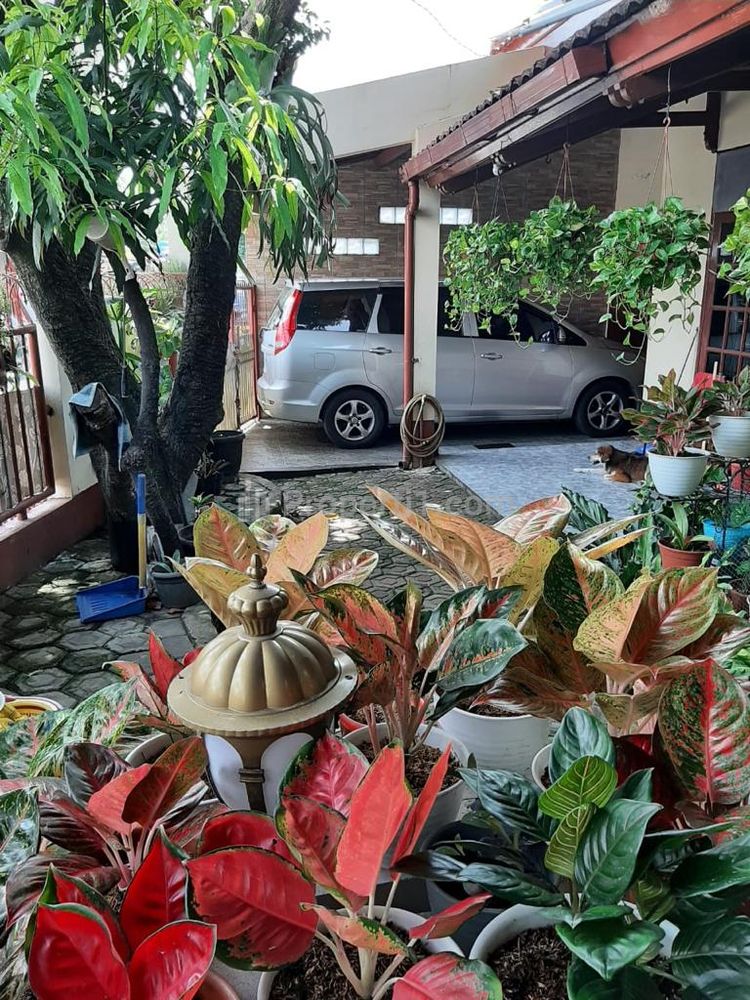Suasana halaman rumah asri banyak tanaman