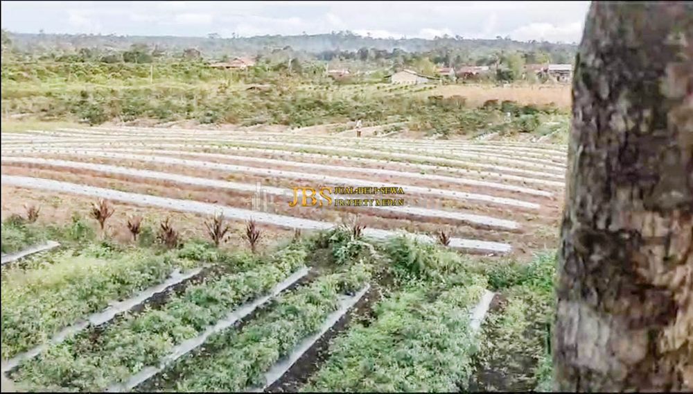 Dijual Tanah Desa Sindoro Barisan Nauli Kec. Sumbul, Dairi, Sidikalang