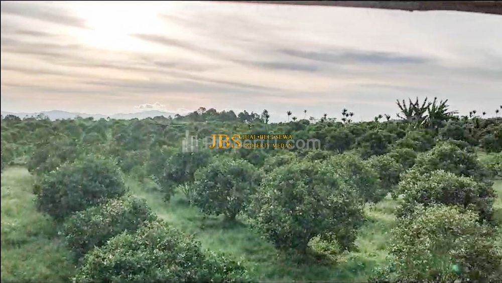 Dijual Tanah Desa Sindoro Barisan Nauli Kec. Sumbul, Dairi, Sidikalang