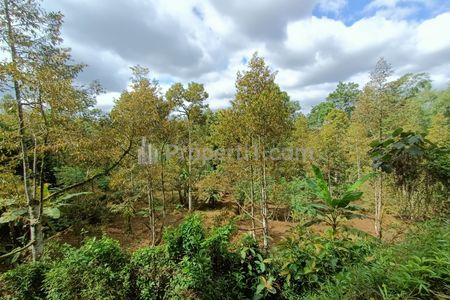 Dijual Kebun Durian Siap Panen 3038 m2 Karangpandan, Karanganyar, Solo, Jawa Tengah 