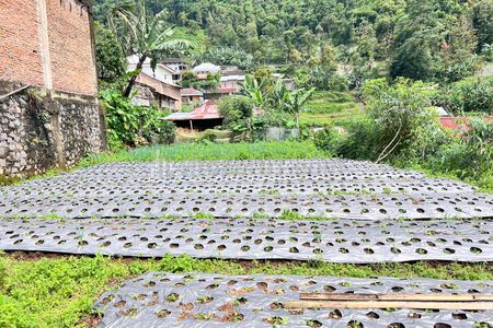 Dijual Tanah View Kebun Teh 200m² Dekat Candi Cetho Jenawi Karanganyar