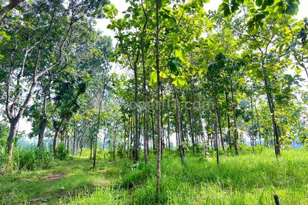 Jual Tanah Kebun Jati 2477m² Mojogedang Karanganyar