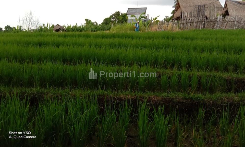 Jual Tanah Jarang Ada di Central Canggu, Badung, Bali - Lokasi di Pinggir Jalan, Tidak Masuk Gang,View Sawah