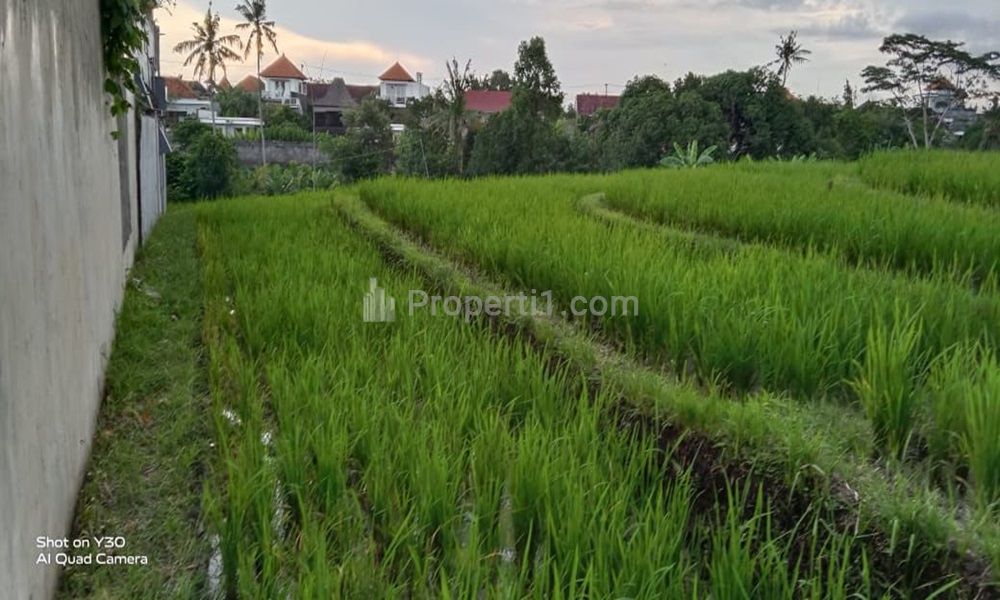Jual Tanah Jarang Ada di Central Canggu, Badung, Bali - Lokasi di Pinggir Jalan, Tidak Masuk Gang,View Sawah