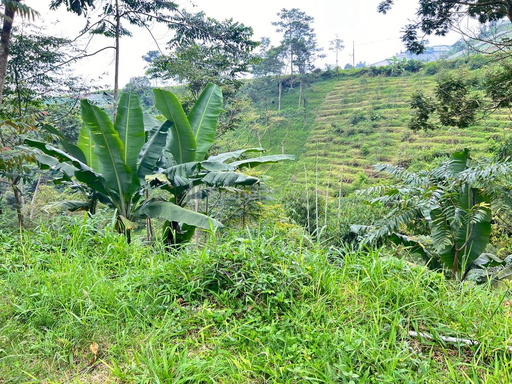 Dijual Tanah 1534m² dekat Candi Cetho Karanganyar
