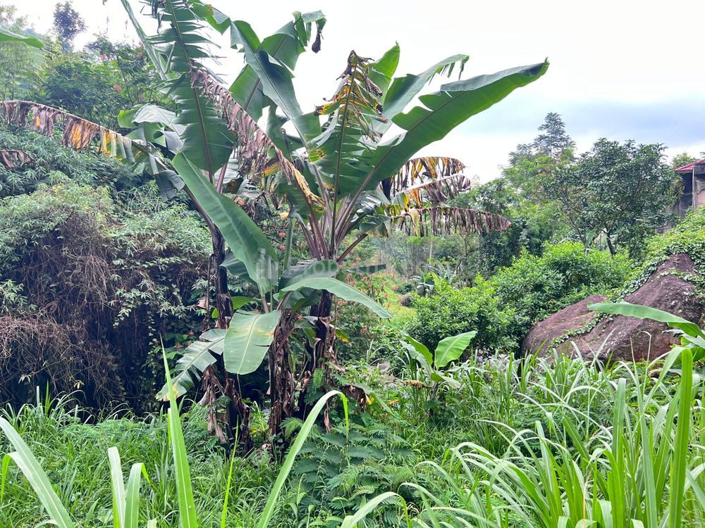 Jual Tanah View Kebun Teh 450m² dekat Jembatan Kaca Kemuning Karanganyar Jawa Tengah