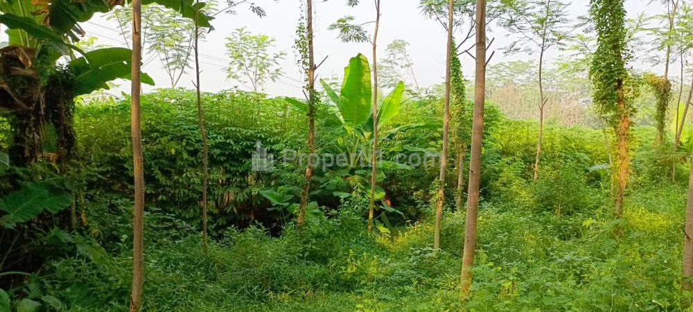 Dijual Tanah Sekitar Pasekaran Batang Jawa Tengah