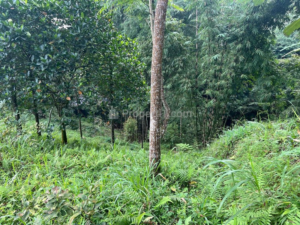 Dijual Tanah di Lingkungan Asri Udara Dingin di Kemuning Ngargoyoso Karanganyar