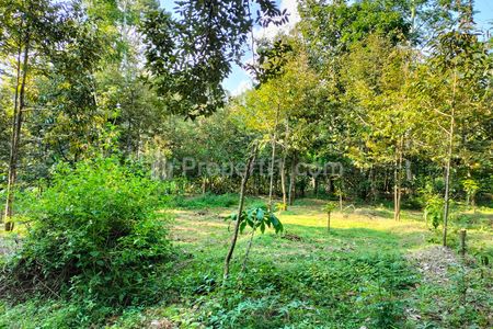 Dijual Kebun Durian Siap Panen 1400m² di Karanganyar