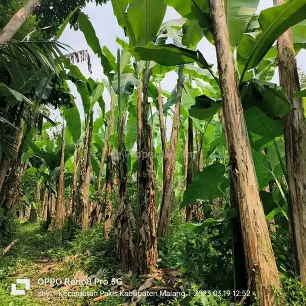 Jual Tanah Tanaman Pisang di Pakis Malang (Madewo Apples)