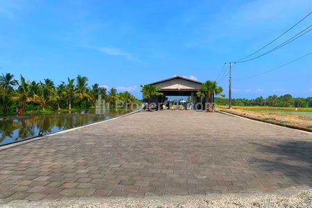 Disewakan Tanah View Sawah Area Kedungu Dekat Pigstone Bach Tabanan Bali