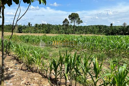 Jual Tanah Kebun Buah Daerah Talun Kenas Pinggir Jalan Besar Gn. Rintih - Kec. Sinembah Tj. Muda Hilir Kab. Deli Serdang