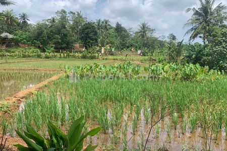 Tanah produktif dengan hamparan sawah