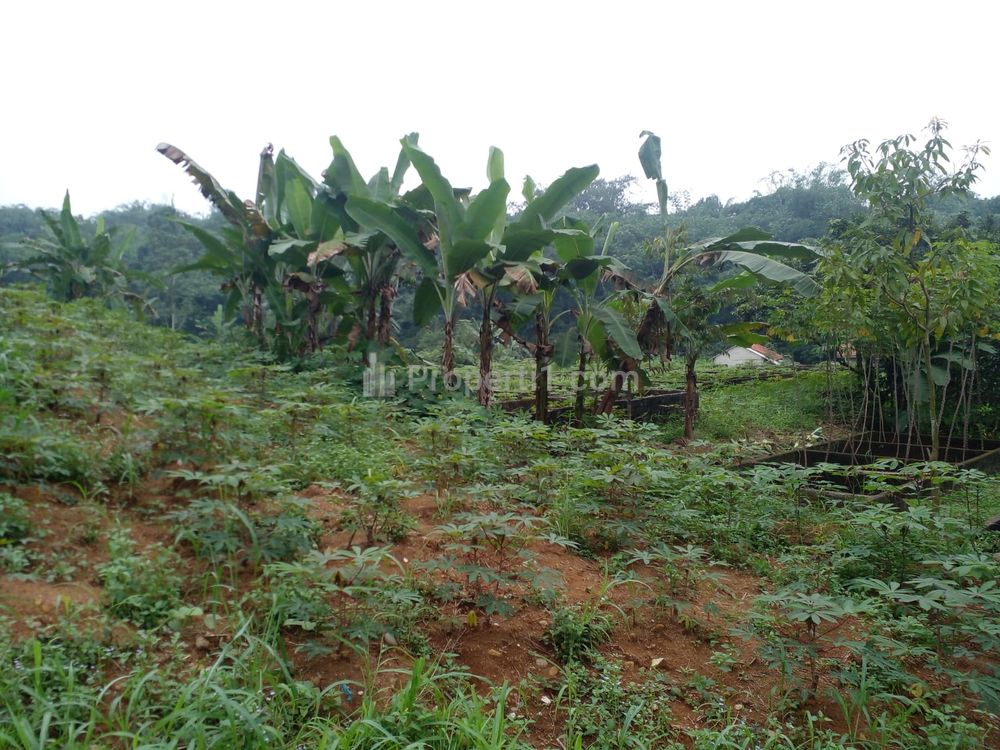 Dijual Tanah Kavling Luasan Beragam Harga 800 Ribuan Dekat Kampus IPB, Terima SHM Per Unit