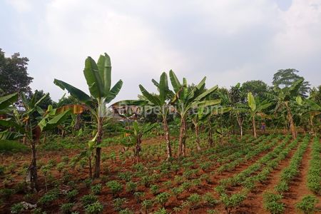 Dijual Tanah Kavling Dekat Situ Tonjong Harga 1 Jutaan Cicil 12x Bebas Bunga di Tajurhalang, Bogor