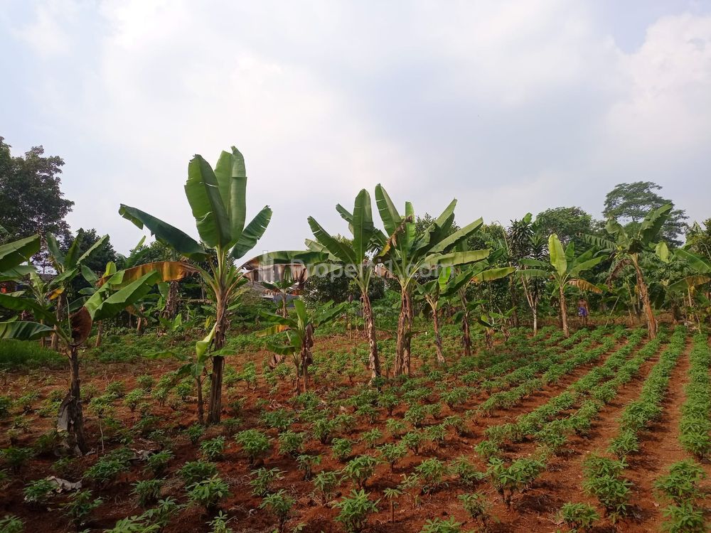 Dijual Tanah Kavling Dekat Situ Tonjong Harga 1 Jutaan Cicil 12x Bebas Bunga