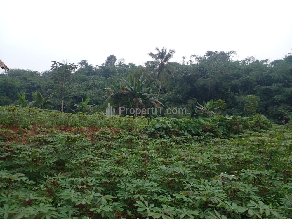 Dijual Tanah Kavling Luasan Beragam Harga 800 Ribuan Dekat Kampus IPB, Terima SHM Per Unit