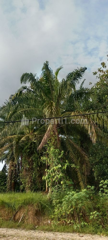 Jual Kebun Sawit Pas untuk yang Mau Membangun Pembangunan di Penajam Paser Utara