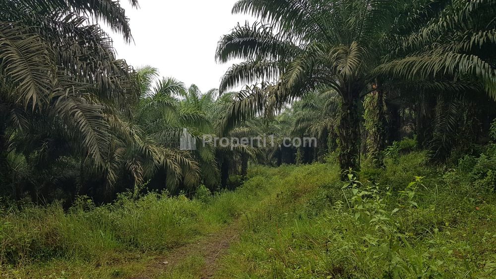 Dijual Murah Tanah di Neglasari Dekat SMP N 4 Cibadak, Sukabumi, 95 Ribu/m2