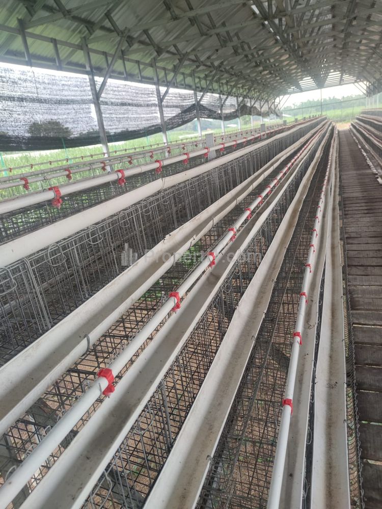 Jual Cepat Peternakan Ayam Petelur di Jombang