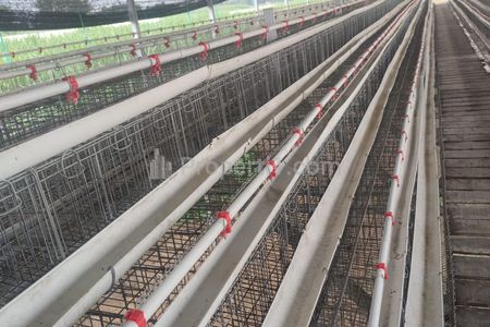 Jual Cepat Peternakan Ayam Petelur di Jombang