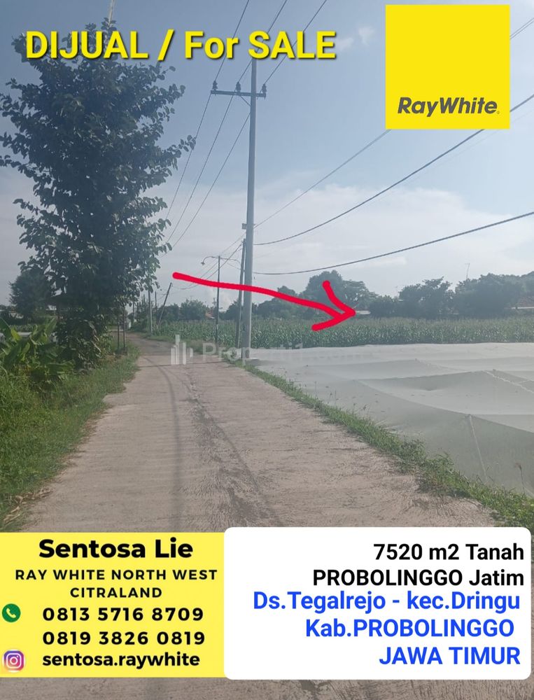 Dijual 7520 m2 Tanah di Probolinggo di Desa Tegal Rejo - Kec. Dringu - Kab. Probolinggo - JATIM Strategis Dekat Jalan Pantura, Pusat Kota Probolinggo