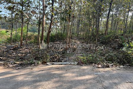 Dijual Kebun Jati Siap Panen Luas 2311m² di Kerjo Karanganyar Jawa Tengah