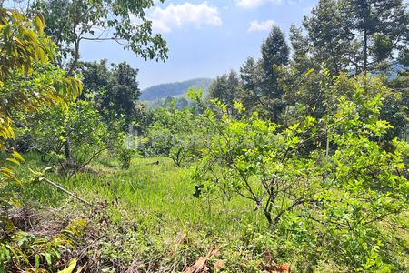 Dijual Tanah Kebun Durian Luas 5190m² Kawasan Wisata Ngargoyoso Karanganyar Jawa Tengah