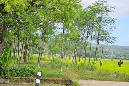 Jual Tanah 2.455 m2 di Banyumas Jawa Tengah Dekat RSUD Banyumas, RS Siaga Medika Banyumas, Alun-alun Banyumas, Pasar Karangturi, SMA Negeri 1 Banyumas