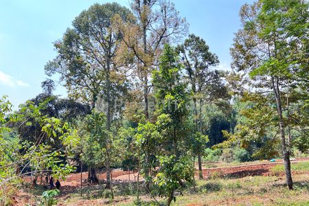 Dijual Kebun Durian 300 Juta di Selatan Pasar Mojogedang Karanganyar