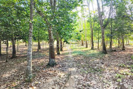 Jual Tanah 27.060 m2 di Lamaru Balikpapan Timur Kota Balikpapan Dekat SDN 014 Balikpapan Timur, Polsek Balikpapan Timur, RS Medika Utama Manggar
