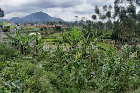 Jual Cepat dan Murah Tanah Kebun Produktif Pinggir Jalan Desa Cocok untuk Kawasan Wisata atau Villa di Ciwidey Bandung