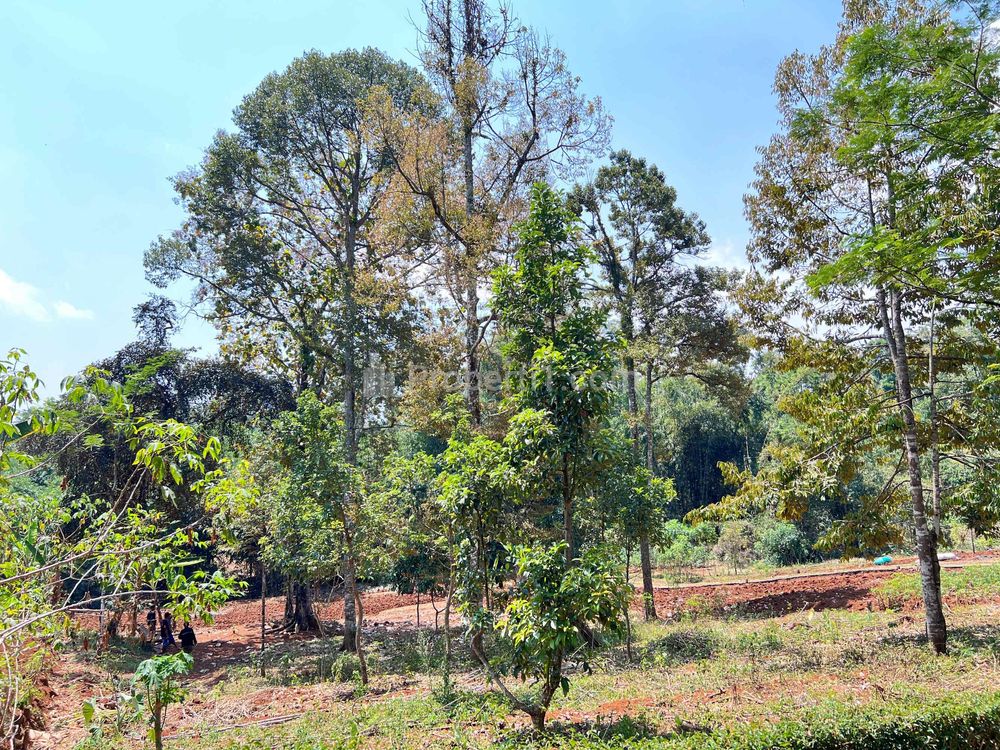 Jual Tanah Murah 1550m² 250 Juta di Mojogedang, Karanganyar