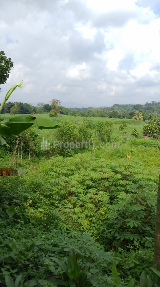 Jual Murah Tanah 11 Hektar SHM di Jalan Raya Ranca Bungur, 11 Km Dari Hotel Duta Berlian, Dramaga, Kabupaten Bogor