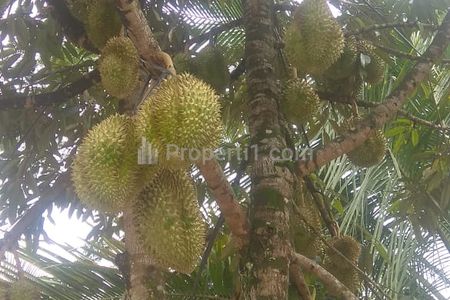 Jual Murah Tanah Kebun Durian Surat AJB Luas 150 Hektar di Ciawi, Tapos, Cisarua, Kabupaten Bogor, Jawa Barat