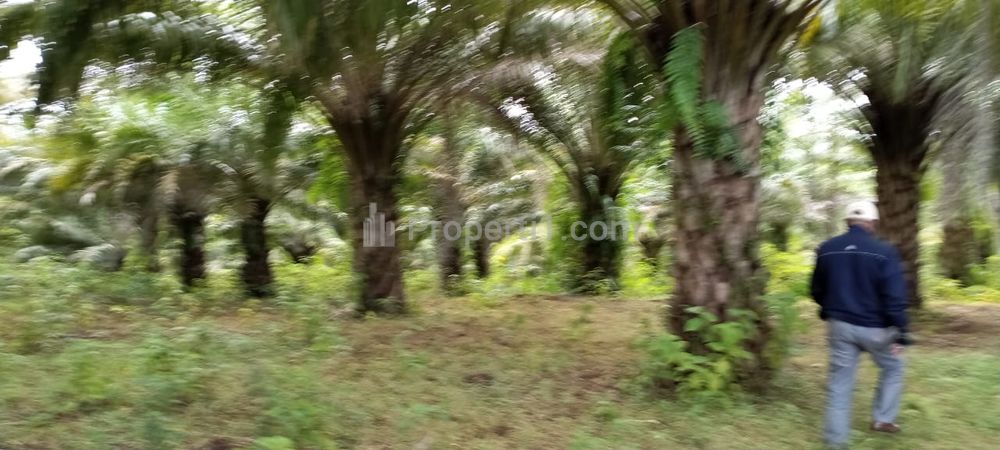 Jual Tanah Perkebunan Kelapa Sawit Murah Nego 500 Hektar di Desa Pasirpanjang, Ciracap, Kabupaten Sukabumi