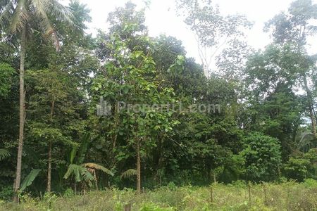 Dijual Tanah Kebun Buring Malang Ada Pohon (Durian, Alpukat, Kelapa dan Cabe)