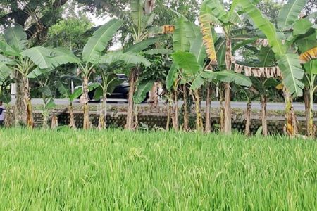 Jual Tanah 3.918 m2 Pinggir Jalan Raya Ponorogo-Wonogiri Badegan Ponorogo Dekat Pasar Badegan Ponorogo, SMA Negeri 1 Badegan, Wisata Bukit Soeharto