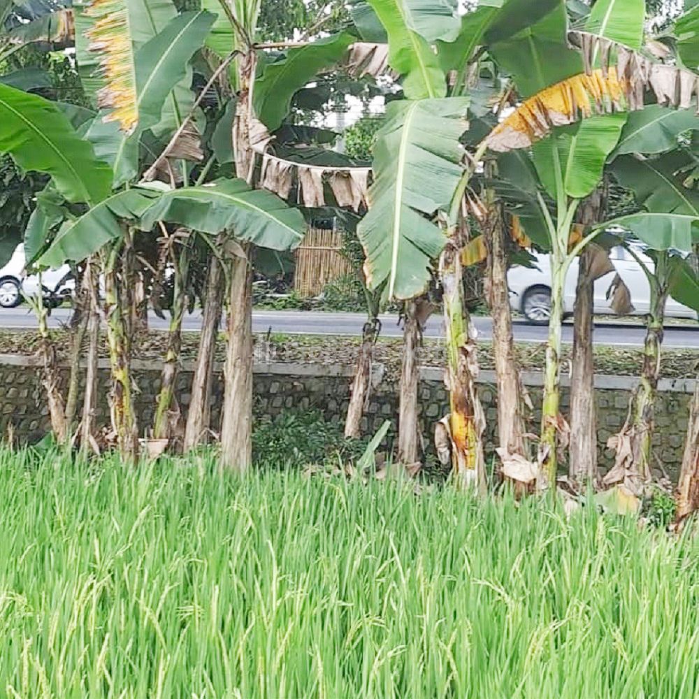 Jual Tanah 3.918 m2 Pinggir Jalan Raya Ponorogo-Wonogiri Badegan Ponorogo Dekat Pasar Badegan Ponorogo, SMA Negeri 1 Badegan, Wisata Bukit Soeharto