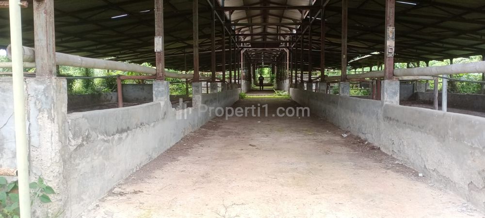 Jual Murah Bekas Peternakan Sapi, Sudah Ada Amdal, Surat SHM dan AJB, Luas Tanah 22 Hektar di Cariu Bogor