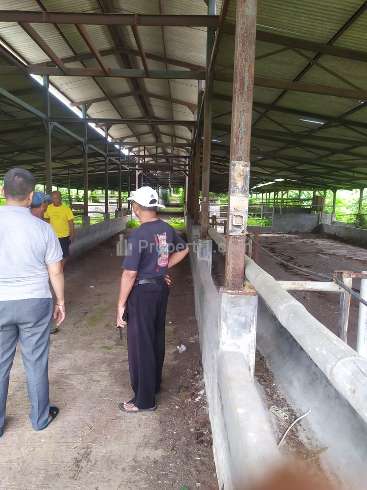Jual Murah Bekas Peternakan Sapi, Sudah Ada Amdal, Surat SHM dan AJB, Luas Tanah 22 Hektar di Cariu Bogor