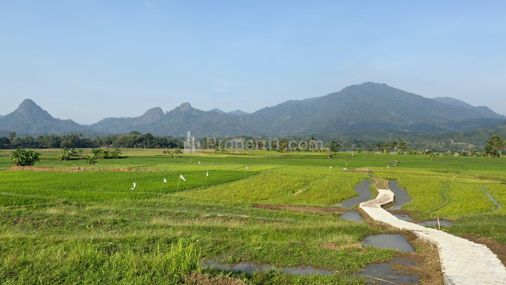 Jual Sawah Siap Tanam Surat SHM di Bogor 