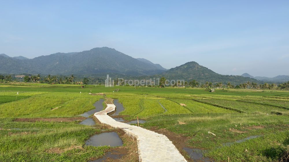 Jual Sawah Siap Tanam Surat SHM di Bogor 