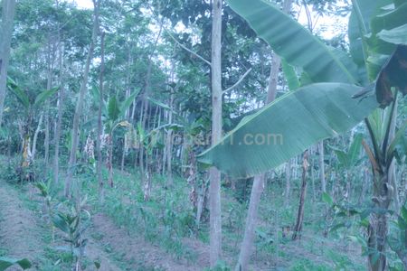 Dijual Tanah Kebun Produktif di Pronojiwo, Lumajang