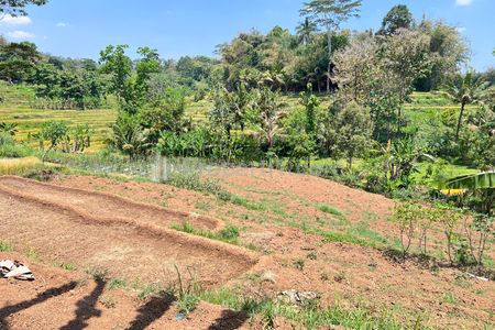 Jual Cepat Tanah Sawah 3x Panen di Karangpandan Karanganyar