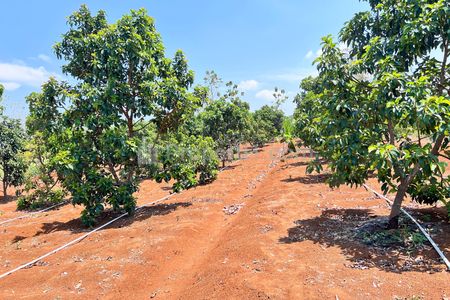 Jual Tanah Kebun Alpukat Subur Siap Panen di Mojogedang Karanganyar Jawa Tengah