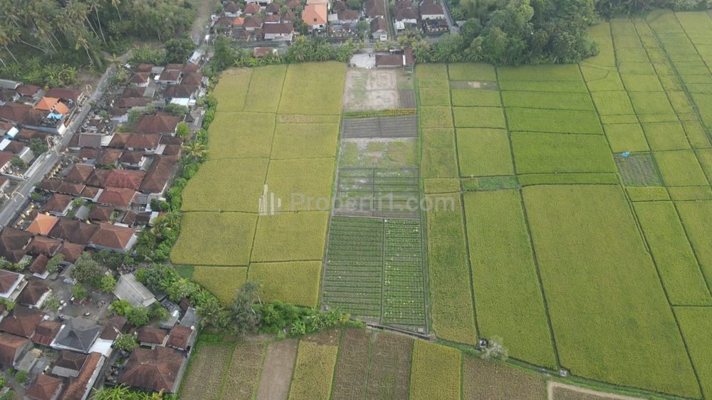 Jual Tanah View Sawah di Kelating Tabanan Bali