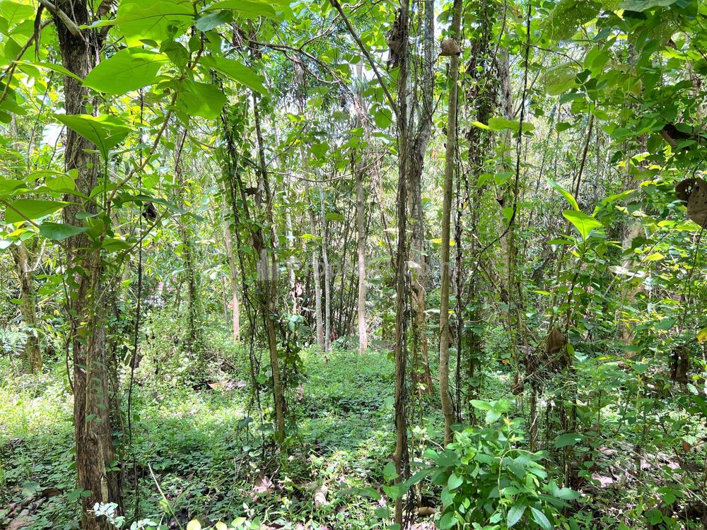 Dijual Tanah Murah 2000m² 350 Juta di Karanganyar