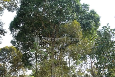 Jual Tanah Kebun Durian Luas 12.000 m2 - Daerah Batu Belubang Bangka Tengah Bangka Belitung